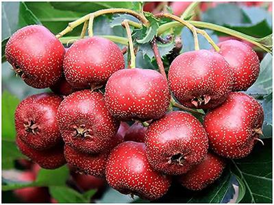 Investigation of the improving effect of raw and charred hawthorn on functional dyspepsia based on interstitial cells of Cajal